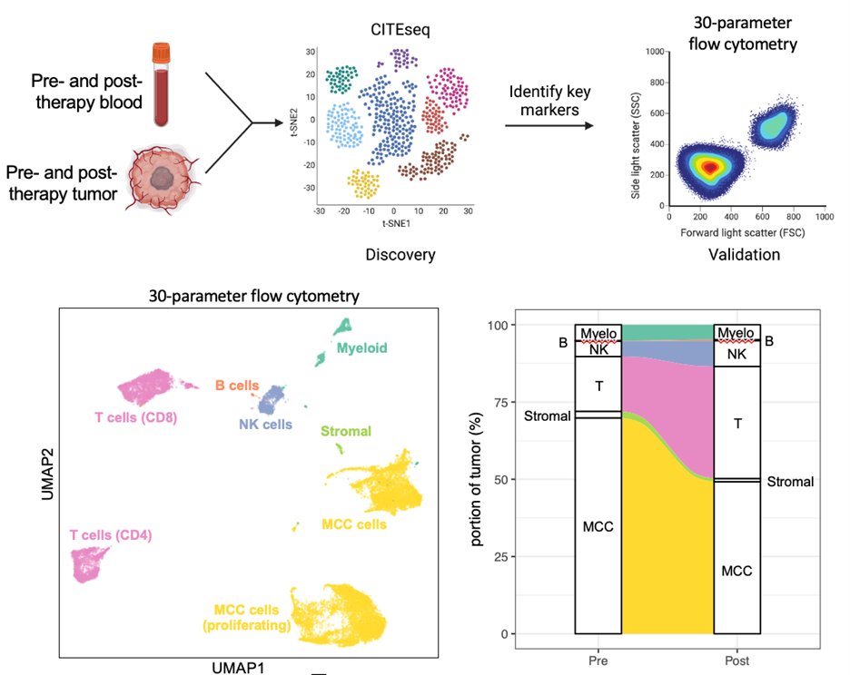 Journal for ImmunoTherapy of Cancer (@jitcancer) on Twitter photo New #JITC article: Intratumoral STING agonist reverses immune evasion in PD-(L)1-refractory Merkel cell carcinoma: mechanistic insights from detailed biomarker analyses bit.ly/4dIbUHP @BhatiaS_MD <a href="/PaulNghiem/">Paul Nghiem</a> New #JITC article: Intratumoral STING agonist reverses immune evasion in PD-(L)1-refractory Merkel cell carcinoma: mechanistic insights from detailed biomarker analyses bit.ly/4dIbUHP @BhatiaS_MD <a href="/PaulNghiem/">Paul Nghiem</a>