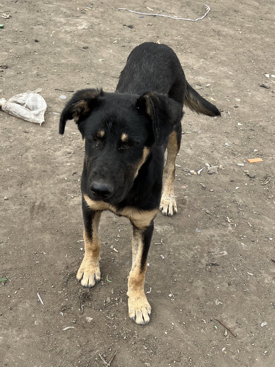 peravi's tweet photo. El 26 de octubre hay una campaña de esterilización en el parque porcino y necesito de todo su apoyo 🙏🏽 quiero esterilizar a 30 perras incluyendo a la mama de Julián, Emerie y de los machitos el costo con medicina y faja S/60 ayúdenme 🙏🏽 yape/plin: 922 912 750 https://t.co/6mXZvyYFm9