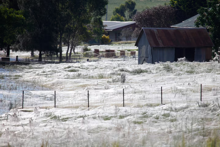 In 2015 residents of the Australian town of Golburn awoke to what appeared to be unexpected snowfall. Unfortunately, on leaving their homes they discovered it was actually millions of tiny spiders raining from the sky