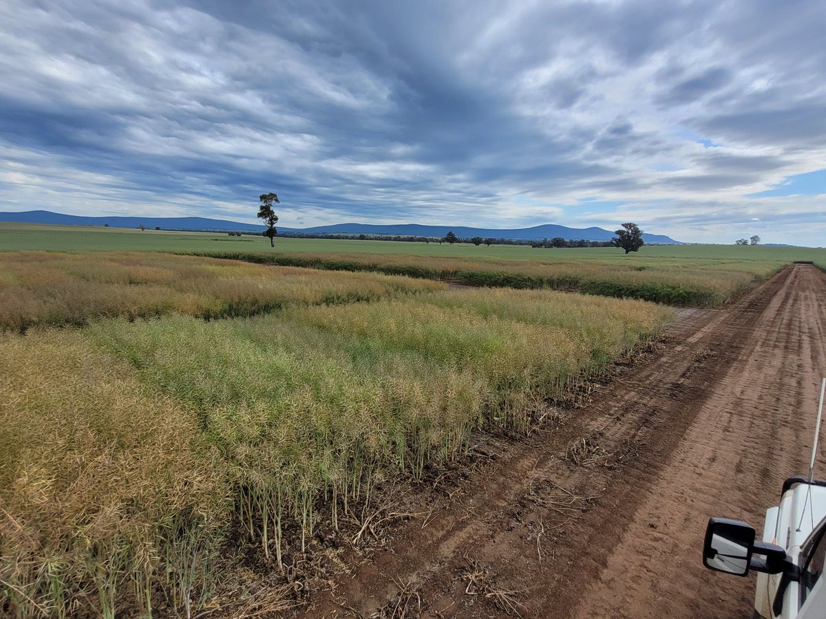 Rob Presser (@researchagro72) on Twitter photo Colours starting to change at Grenfell canola NVT <a href="/GRDC_NVT/">GRDC National Variety Trials (NVT)</a> #NVTProvider Colours starting to change at Grenfell canola NVT <a href="/GRDC_NVT/">GRDC National Variety Trials (NVT)</a> #NVTProvider