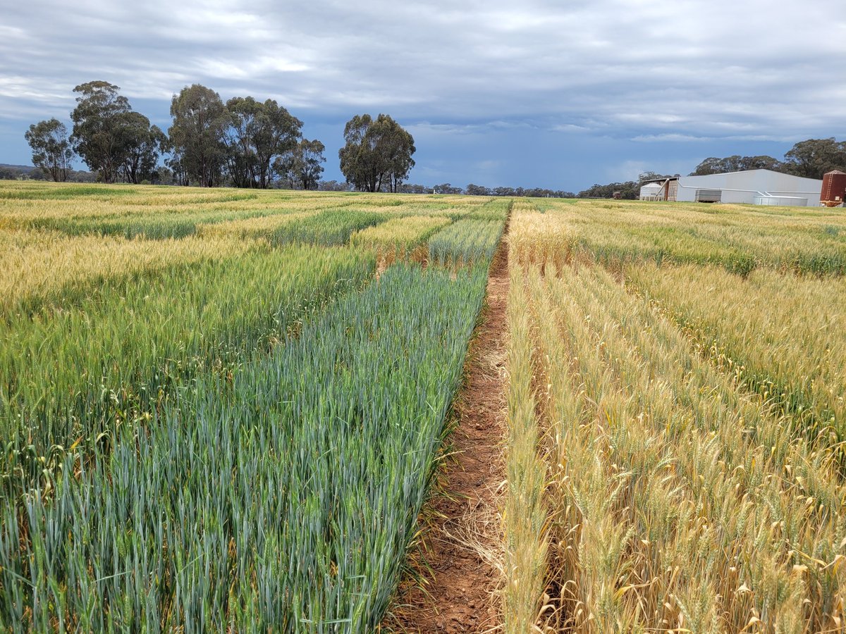 Rob Presser (@researchagro72) on Twitter photo Temora wheat NVT big range of maturity in Early trial <a href="/GRDC_NVT/">GRDC National Variety Trials (NVT)</a> #NVTProvider Temora wheat NVT big range of maturity in Early trial <a href="/GRDC_NVT/">GRDC National Variety Trials (NVT)</a> #NVTProvider