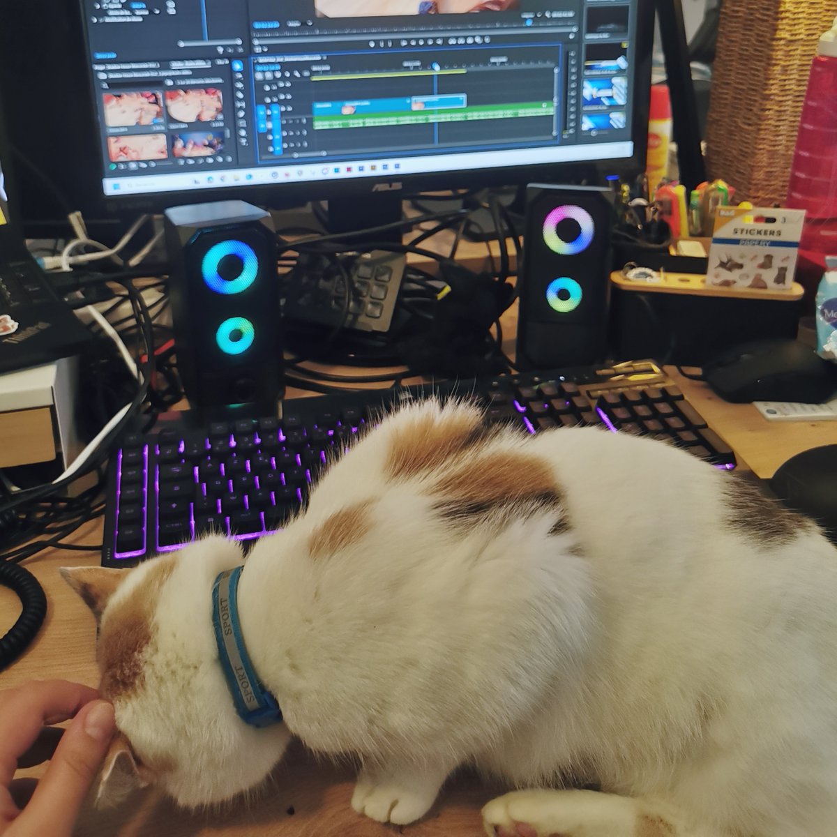Le télétravail avec Ciri, c'est toujours aussi pratique ! 😅
(Oui c'est le bordel de ouf sur mon bureau... Oupsi)