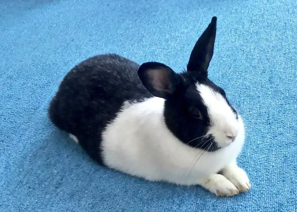 PANDAoooa's tweet photo. うさぎが死んで、３ヶ月。

私のせいで死んだんじゃないかって

苦しい

誰かちょっと天国まで行ったら

うさぎに、いつお家に帰るつもりなの？

って、聞いてほしい

ごめんね。うさぎ https://t.co/LAZBV3Jhxe