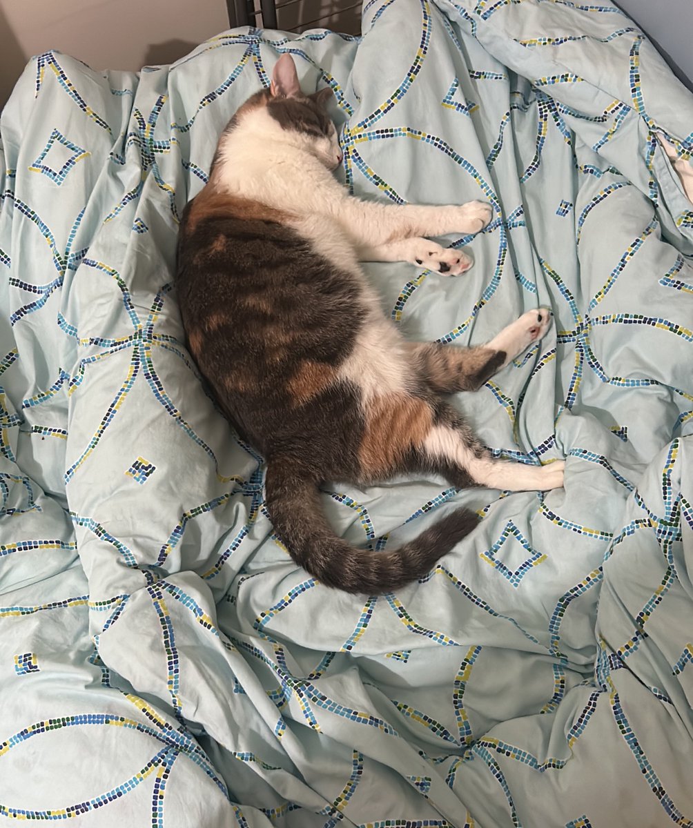 How you doin guys!?☀️

Just as a cat curls up in bed with a sense of belonging, the Web3 gaming industry offers players a new sense of ownership and control through decentralized platforms and blockchain-powered experiences🎮
So it's time to wake up kitty 😼
#web3 #Web3Gaming