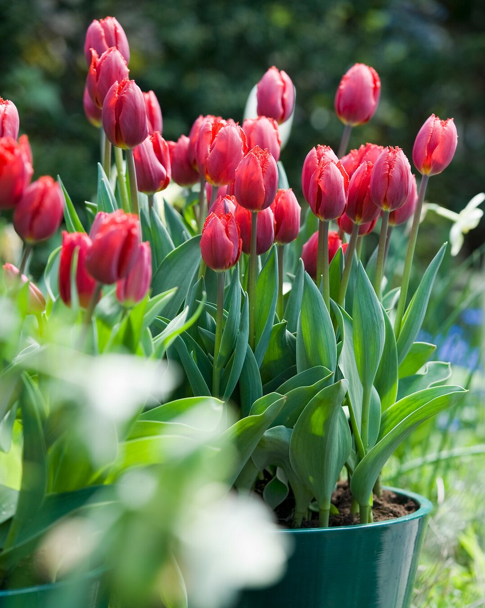 FlowerbulbsCom's tweet photo. A burst of spring color starts with planting bulbs in autumn! What will you plant this year? 🌸🌷 https://t.co/KCIrjLgwZD #BulbSeason #GardenInspiration #SpringPreparation #FlowerBulbs #FlowerBulbsMakeYouBloom https://t.co/62ANRB1zSF