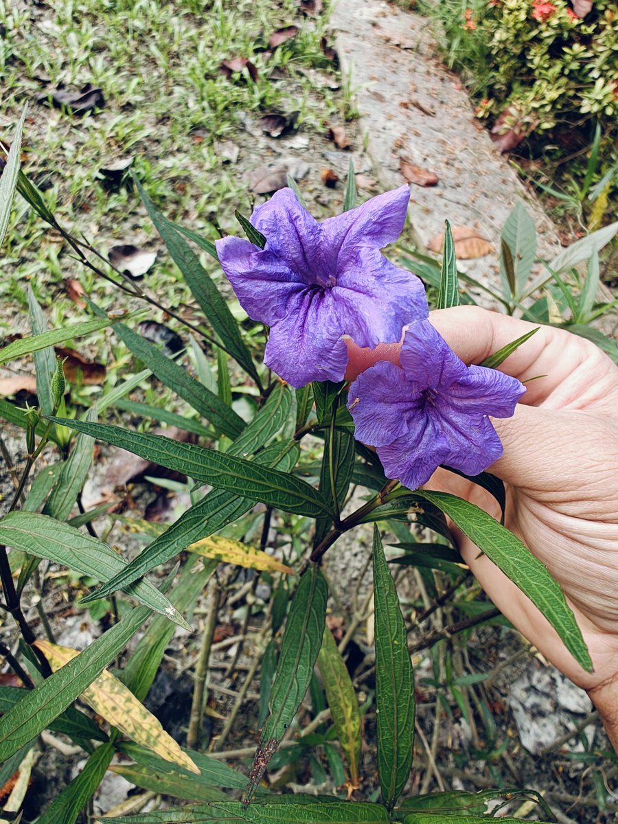 Ruellia simplex,करंबल.🌿A gentle delight for the eyes! 🌿🌸 🌍 #Gardening #Ruellia