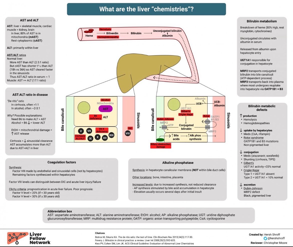 JasmineNephro's tweet photo. 🧪Liver Function tests https://t.co/0f2MhaJbn6