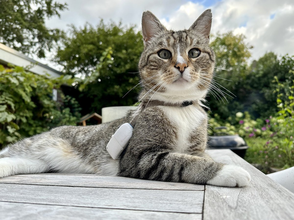 Pablo and Nori 🤍 RIP Ollie 💫 💔 tweet media