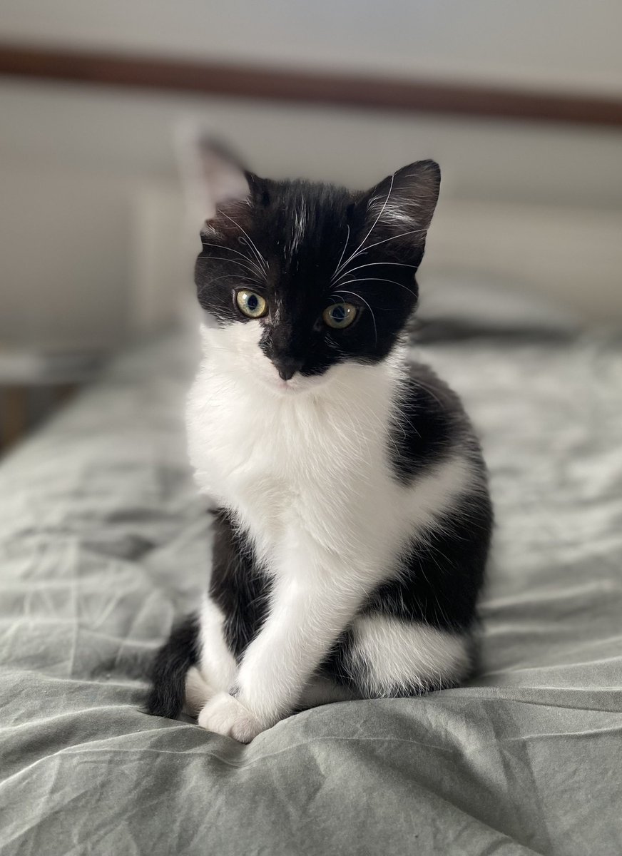 Pablo and Nori 🤍 RIP Ollie 💫 💔 tweet media