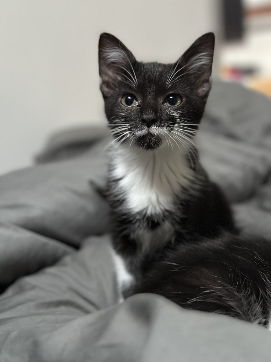 Pablo and Nori 🤍 RIP Ollie 💫 💔 tweet media