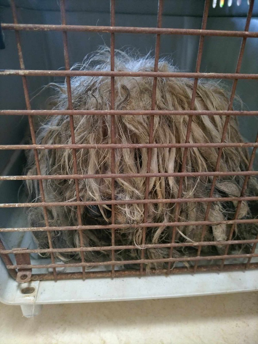 @filozoikos.chaniwn tweet media