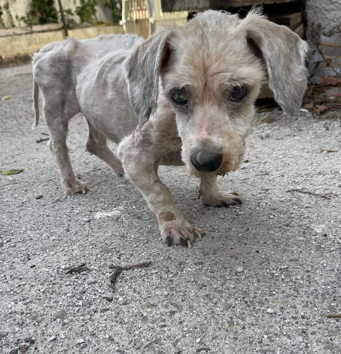 @filozoikos.chaniwn tweet media