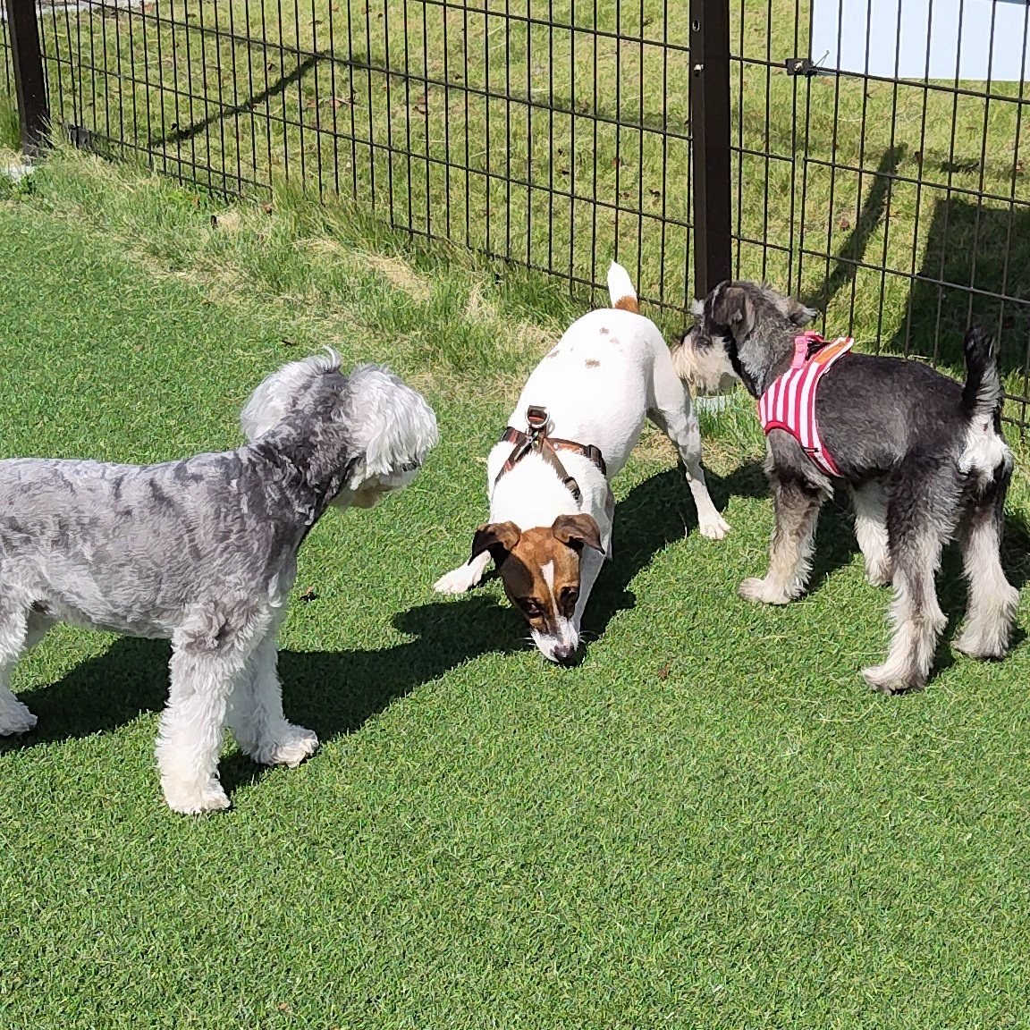 uki_kusa's tweet photo. 16(水)17(木)は定休日です。18(金)11時オープンします。カンバン犬4のすいかちゃん、ドッグランが大好き💕
初めてのワンちゃんたちとも仲良く遊べてとっても楽しそう😄
人間(よその飼い主さんたち)にも自分から近づいてナデナデされてます。
いつか、浮草でもそんな日が来たらいいなぁ～🌟
#保護犬 https://t.co/zM89ARueuJ