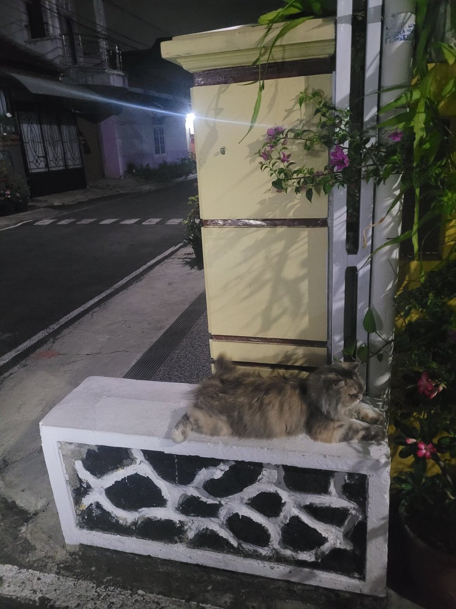 SooInka's tweet image. Sakit hati bgt sama orang yg nabrak kucingku djalan, kalo lu bukan pecinta kucing setidaknya punyalah nurani kalau lu nabrak lu tanggungjawab kasih tau orang2 sekitar kalau  lu nabrak kucing jgn kabur dibiarin aja,bagi penyayang  hewan,peliharaannya tuh udah kaya keluarga sendiri