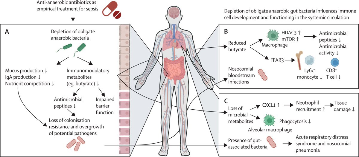 Empirical #antibiotic therapy for #sepsis: save the #anaerobic #microbiota
The authors aim to raise anaerobic #awareness to reduce the unnecessary use of  anti-anaerobic antibiotics in empirical sepsis treatment and improve  #patient outcomes
thelancet.com/journals/lanre…