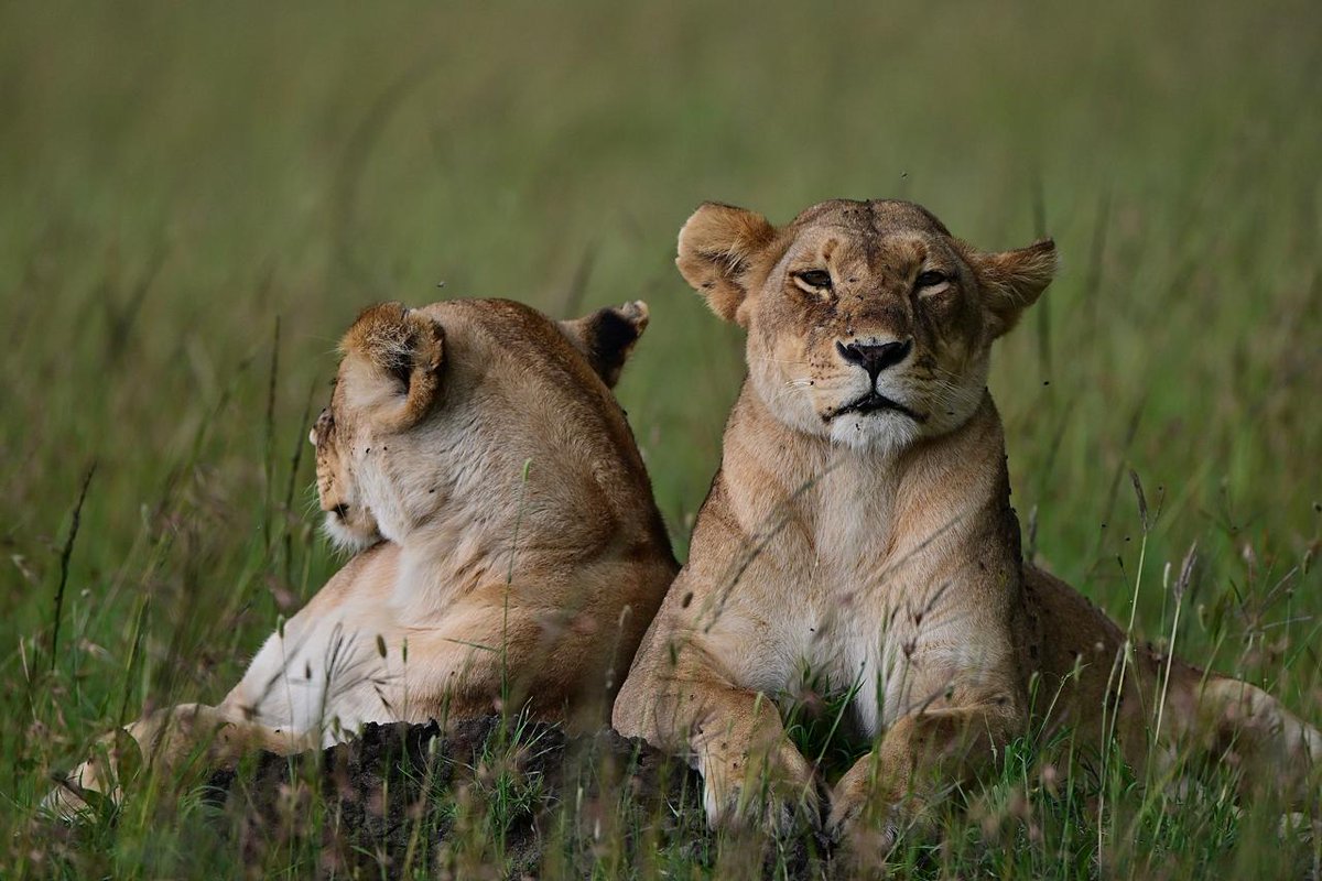 Mood in Bengaluru ⛈️ rather be the lazing lion in Masai Mara today! 

#masaimara #photography #throwback