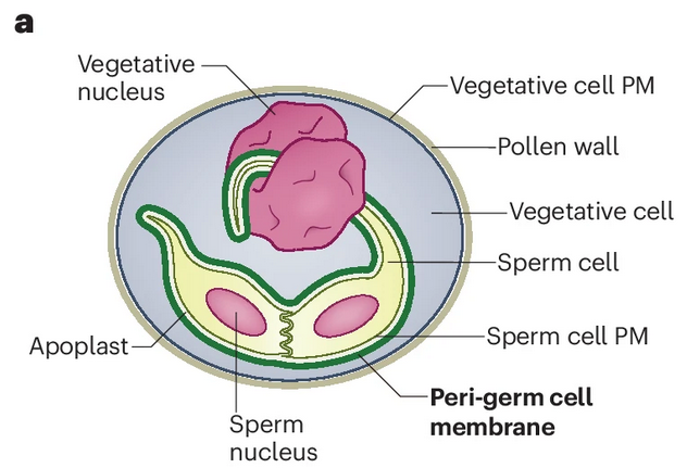 ThomasWidiez's tweet image. Delighted to have this community effort online 

@NaturePlants  

👉We unified the nomenclature of a unique membrane that enclosed the 🌱 sperm cells as the:

PERI-GERM CELL MEMBRANE

read more:

📖nature.com/articles/s4147…

📖rdcu.be/dW1Ie