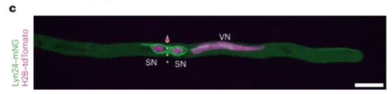 Widiez Thomas 🌽 (@thomaswidiez) on Twitter photo Delighted to have this community effort online
<a href="/NaturePlants/">Nature Plants</a>
👉We unified the nomenclature of a unique membrane that enclosed the 🌱 sperm cells as the:
PERI-GERM CELL MEMBRANE
read more:
📖nature.com/articles/s4147…
📖rdcu.be/dW1Ie Delighted to have this community effort online
<a href="/NaturePlants/">Nature Plants</a>
👉We unified the nomenclature of a unique membrane that enclosed the 🌱 sperm cells as the:
PERI-GERM CELL MEMBRANE
read more:
📖nature.com/articles/s4147…
📖rdcu.be/dW1Ie