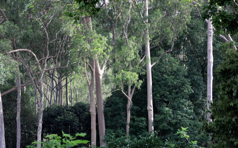 16_sumi's tweet image. The Case Of India’s Disappearing Forest Cover.

#forestcover #GlobalForestWatch #indiastateofforestreport #WorldEnvironmentDay #COP26 #forestandwildlifeconservation #unitednationsforumonforests #greencreditprogram

@moefcc
@down2earthindia
@rajaji_gov

tatsatchronicle.com/the-case-of-in…