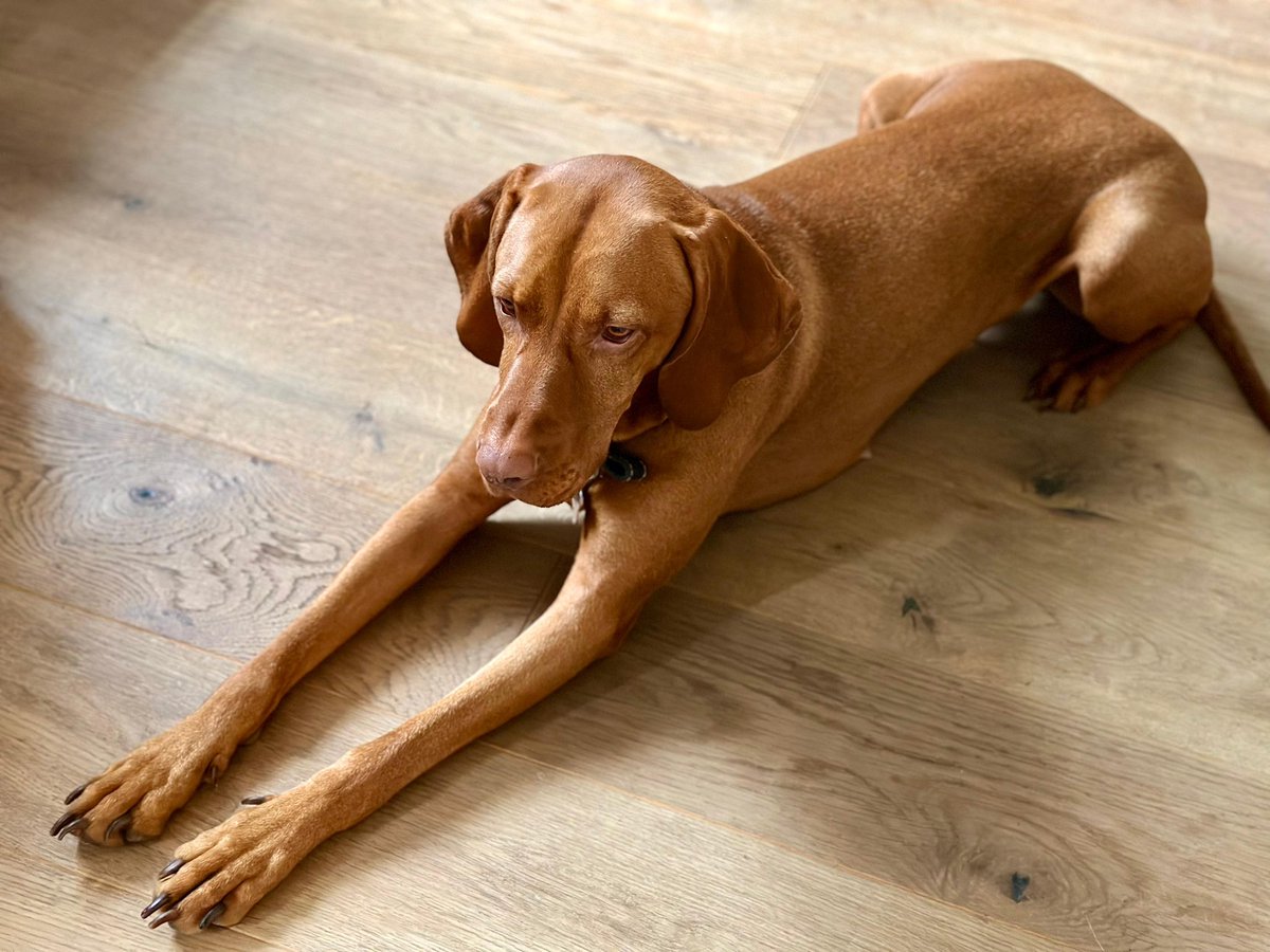 Here at <a href="/castlefieldesta/">Castlefieldestates</a> we are VERY dog friendly and today we’d like to introduce you to Grace 🐾 She was very well behaved for her visit to the office💕

#castlefieldestates #dogfriendly #castlefield #propertymanagement #manchester #cute #petsinthecity #MCR #officedogs