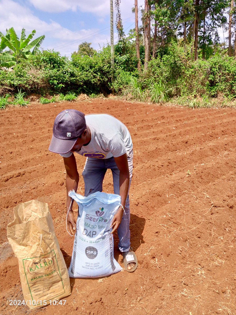 gracious_farm's tweet photo. Finally 😃
Planting day,,
Bean variety; Nyota from Karlo
Fertilizer; DAP+ from @seedpro https://t.co/ZbXsuDSwmK