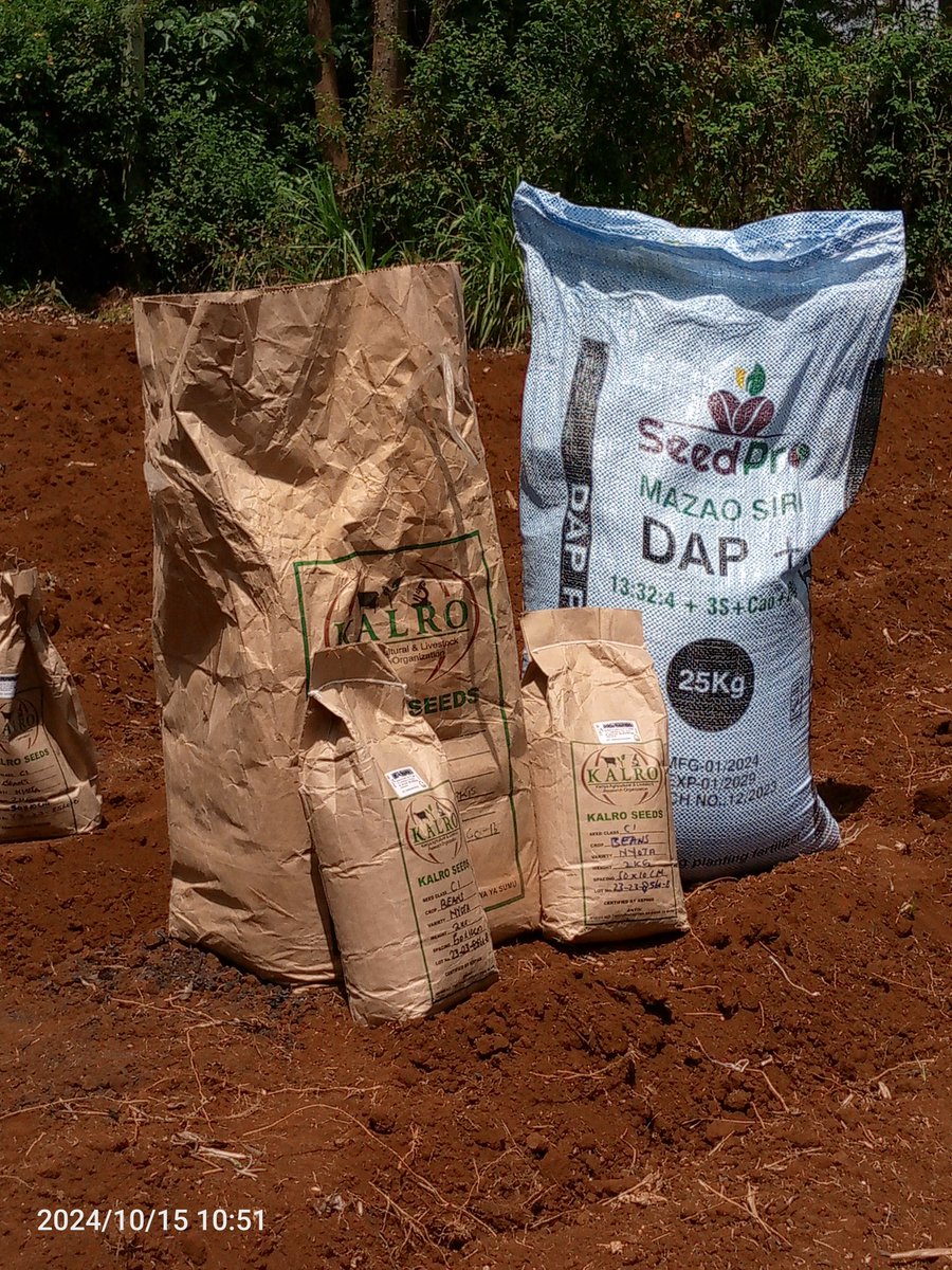 gracious_farm's tweet photo. Finally 😃
Planting day,,
Bean variety; Nyota from Karlo
Fertilizer; DAP+ from @seedpro https://t.co/ZbXsuDSwmK