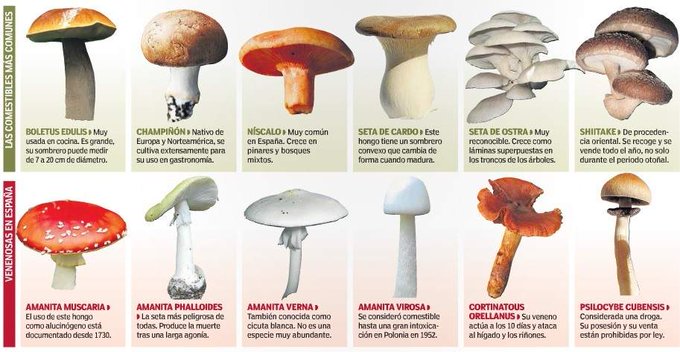 guardiacivil's tweet image. Llegó el otoño y con las primeras lluvias se inicia la temporada de setas 

Recoger estos hongos requiere ciertos conocimientos, no te la juegues  

#SiNoLasConocesNiTocarlas
