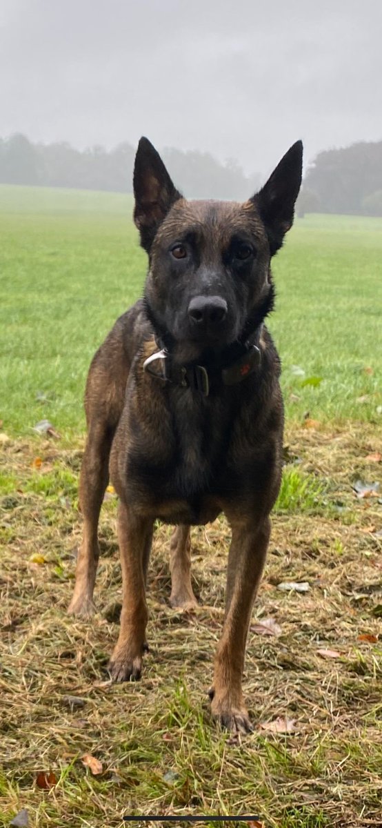 This morning two suspects were seen trying to smash there way into a store. Cops arrived and the suspects legged it! Suspects fled into nearby gardens where PD RIGGS located them hiding in a bin store, PD RIGGS detained them until they were arrested by his dad! GO RIGGS!