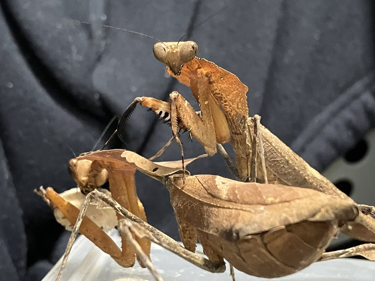 べin ｶﾏ (@85r6c) / Posts / X