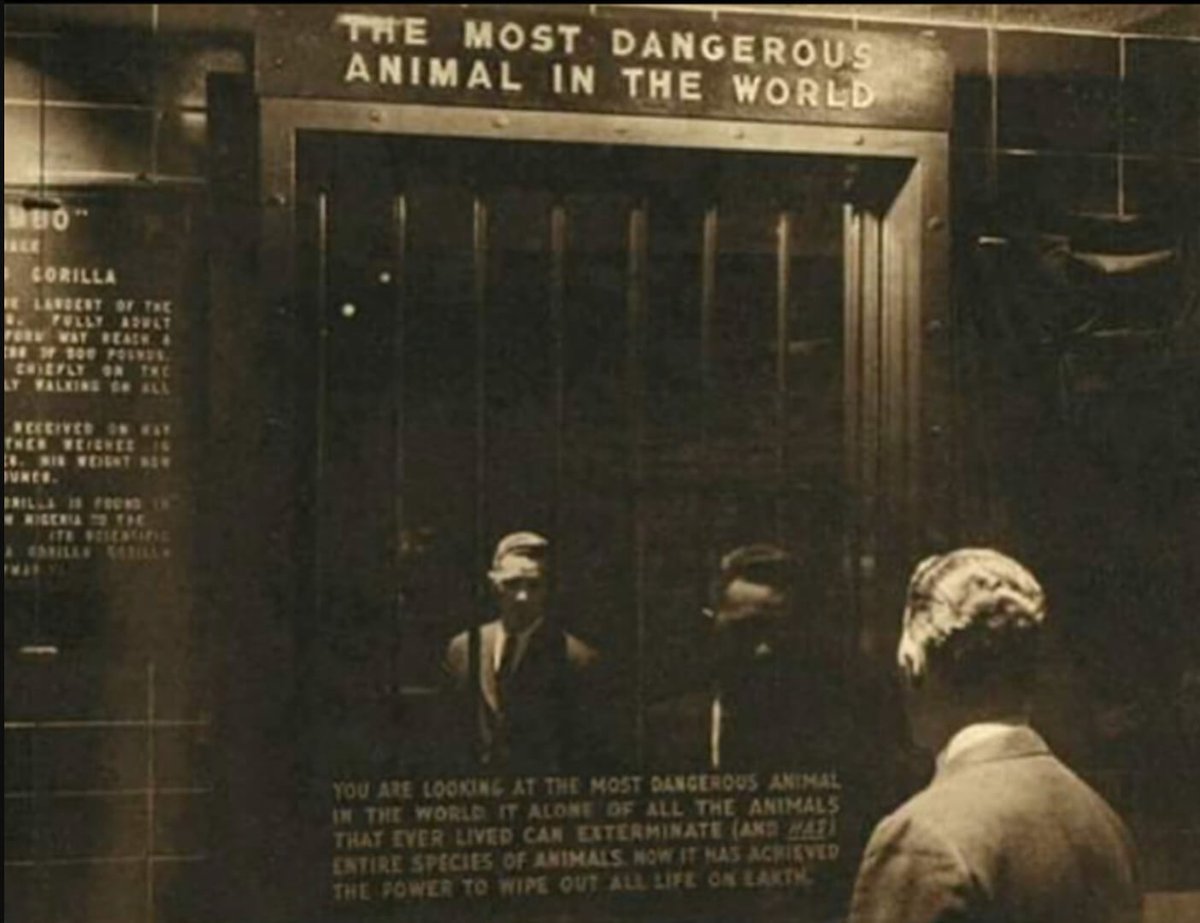 tusmedios's tweet image. 3. En 1963, el zoo del Bronx organizó una exposición titulada «El animal más peligroso del mundo». Era un espejo.