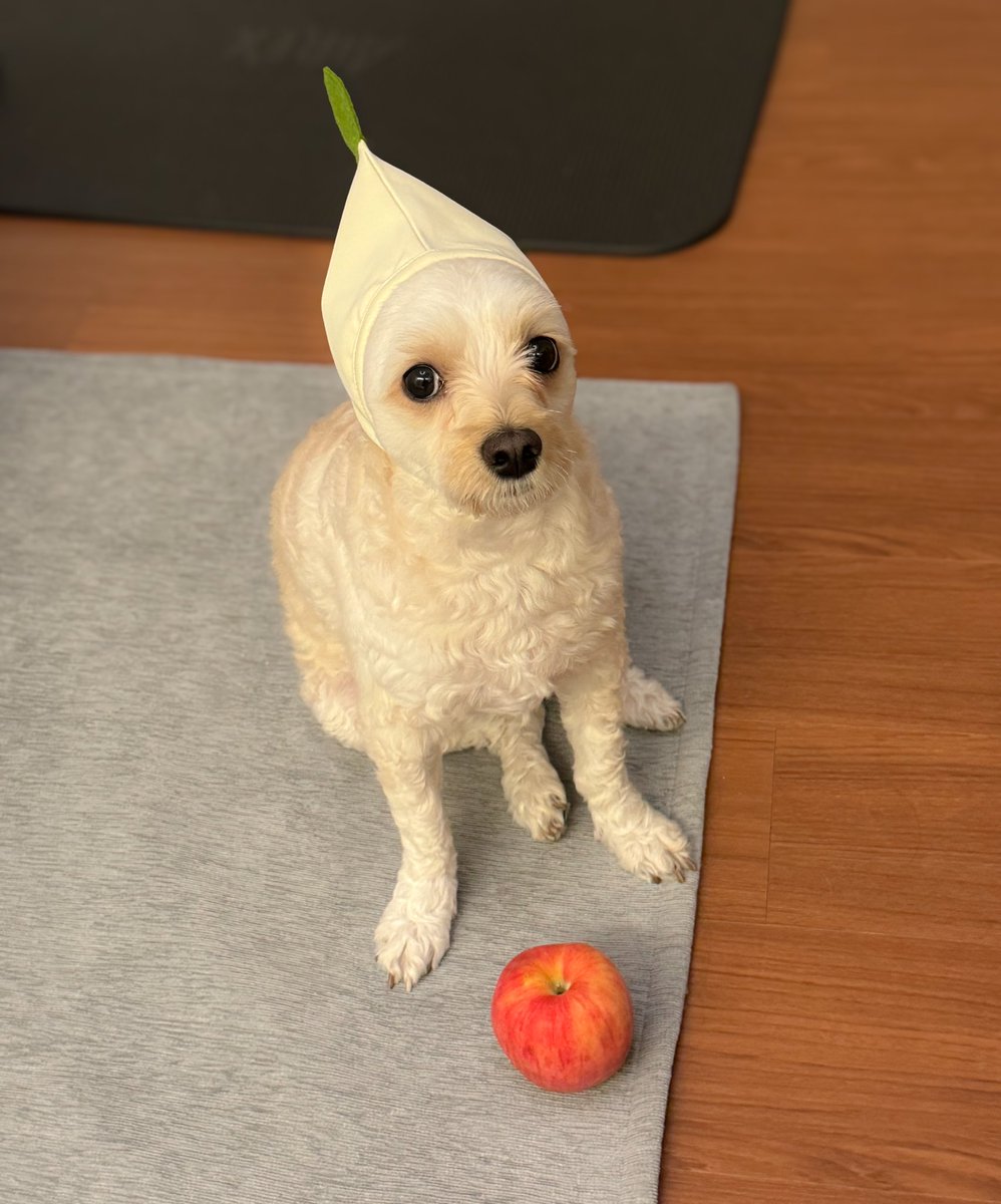 하양피크민이 사과줬어요