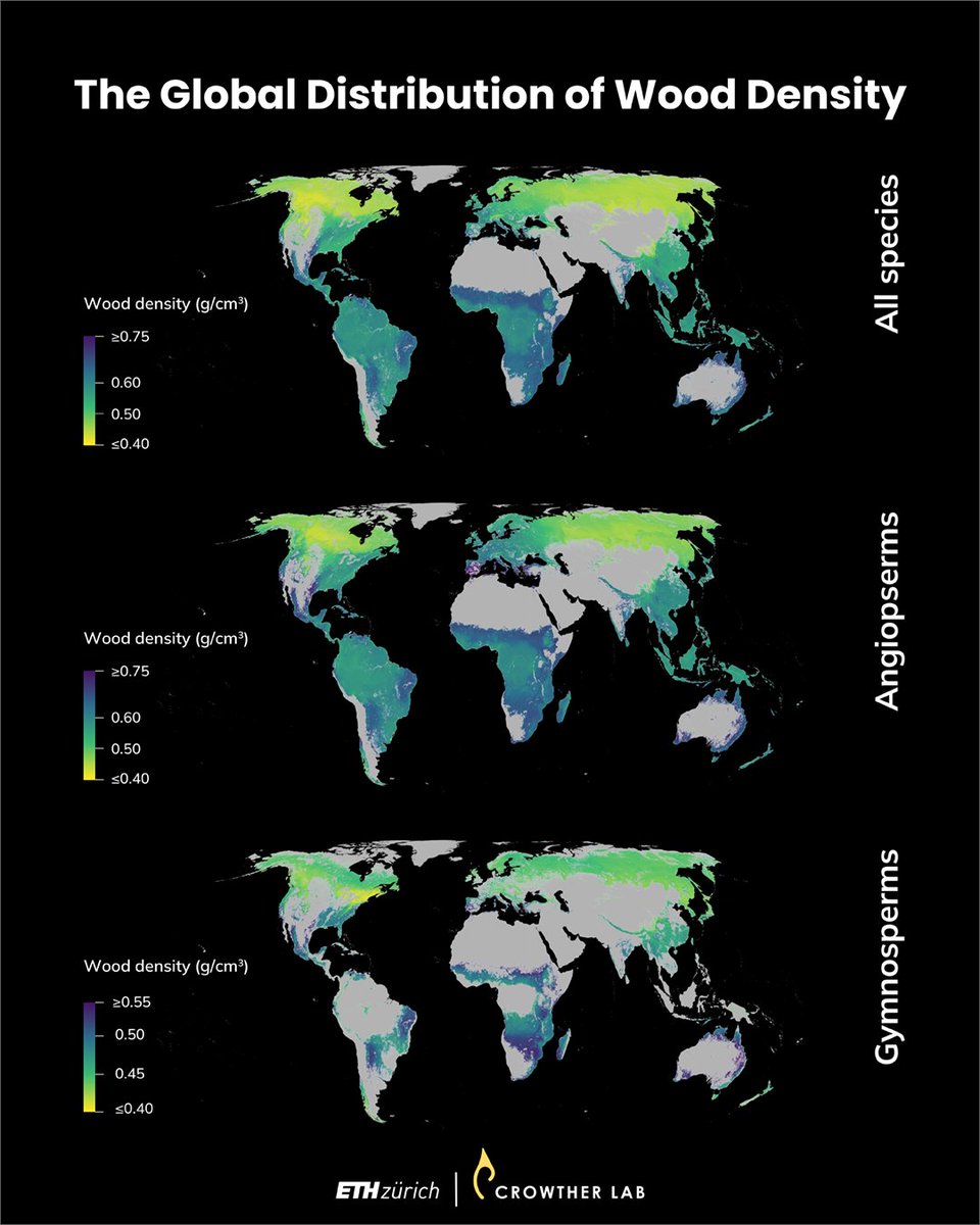Crowther Lab (@crowtherlab) on Twitter photo Out now in <a href="/NatureEcoEvo/">NatureEcoEvo</a>! Led by Dr. Lidong Mo & Dr. <a href="/ConstiZo/">Constantin Zohner</a>, we studied global wood density variation & its drivers🪵🌍
Our research reveals a latitudinal gradient, whereby wood in the tropics is 30% more dense than in boreal forests.
Why? Learn more: doi.org/10.1038/s41559… Out now in <a href="/NatureEcoEvo/">NatureEcoEvo</a>! Led by Dr. Lidong Mo & Dr. <a href="/ConstiZo/">Constantin Zohner</a>, we studied global wood density variation & its drivers🪵🌍
Our research reveals a latitudinal gradient, whereby wood in the tropics is 30% more dense than in boreal forests.
Why? Learn more: doi.org/10.1038/s41559…