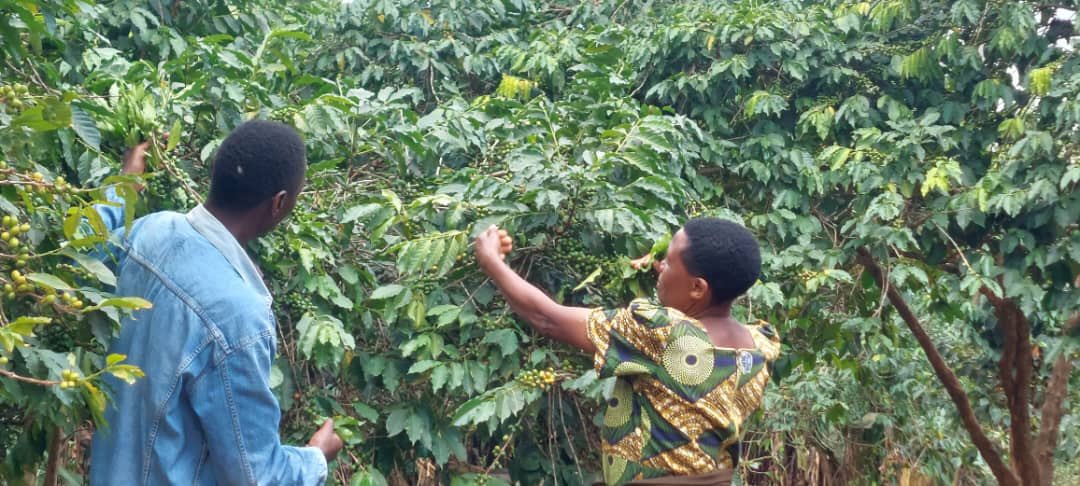 wougnet's tweet photo. Happy International Day of Rural Women👏
Today, we celebrate the incredible rural women who play a key role in sustainable farming and environmental protection.
We commit to supporting them to exploit technology as a means to realize sustainable development.
#IRWD https://t.co/vZrfOlEt6r