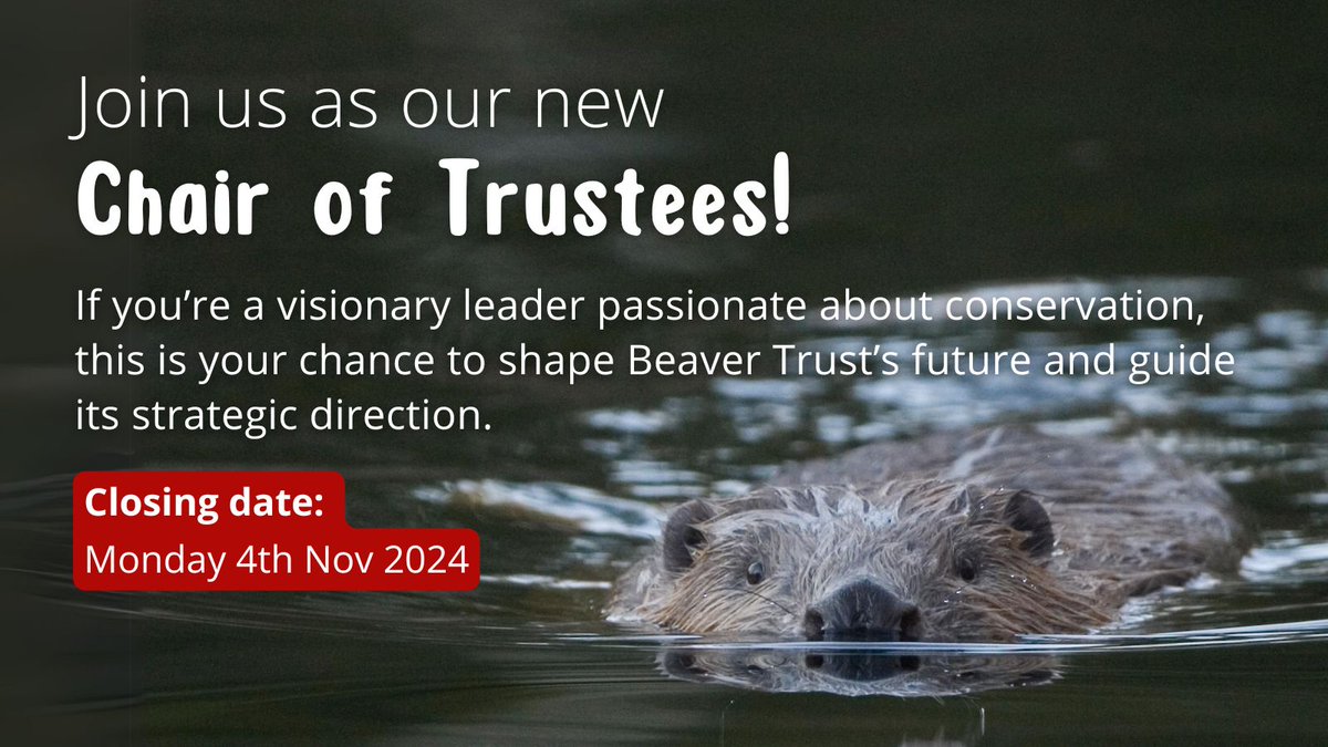 Join Beaver Trust as our new voluntary Chair of Trustees! 

If you’re a visionary leader passionate about landscape restoration, this is your chance to shape Beaver Trust’s future and guide its strategic direction. 

Apply now 👇
beavertrust.org/wp-content/upl…