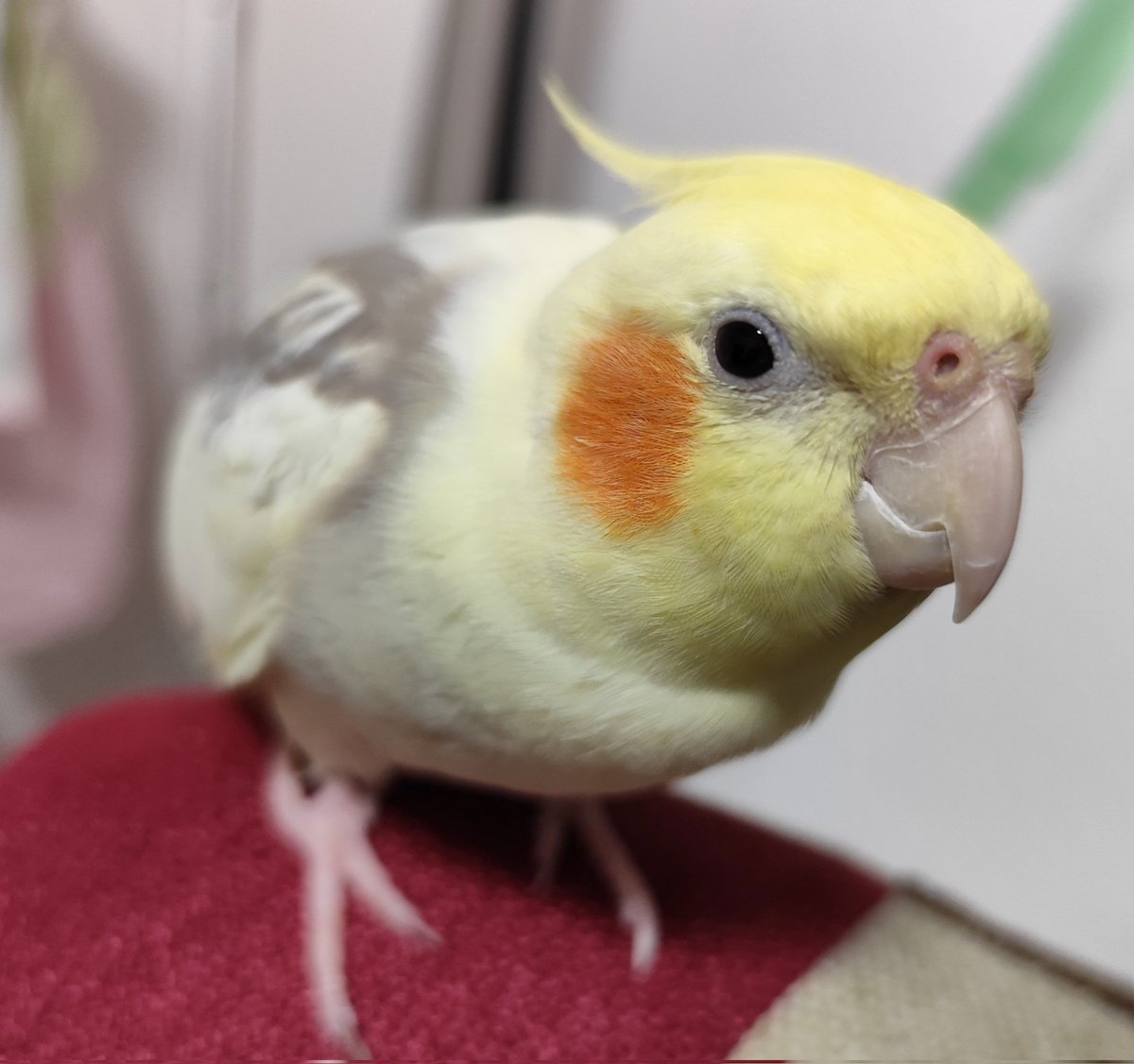 eyebrows_birds's tweet photo. 少食オカメインコはどうすればいいのだろうか

昔からパスタ様はあまり食べてくれない子でした
この子の「個性」とも思ったけどメガバク関係あるのかな

まだ投薬期間ですが、痩せてしまった体重がなかなか戻らなくて困ってます
食のこだわりの強い子でも受け入れてくれる物ってないですかね？？ https://t.co/CV053jDjqH