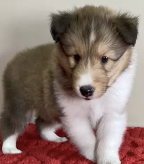 apple pie tweet media