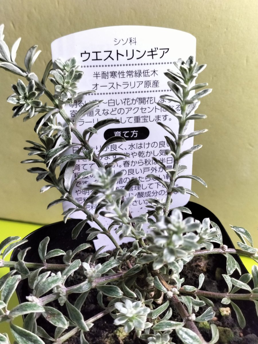 ruyutti's tweet photo. i got cute leaves https://t.co/Bi74l8sMxk