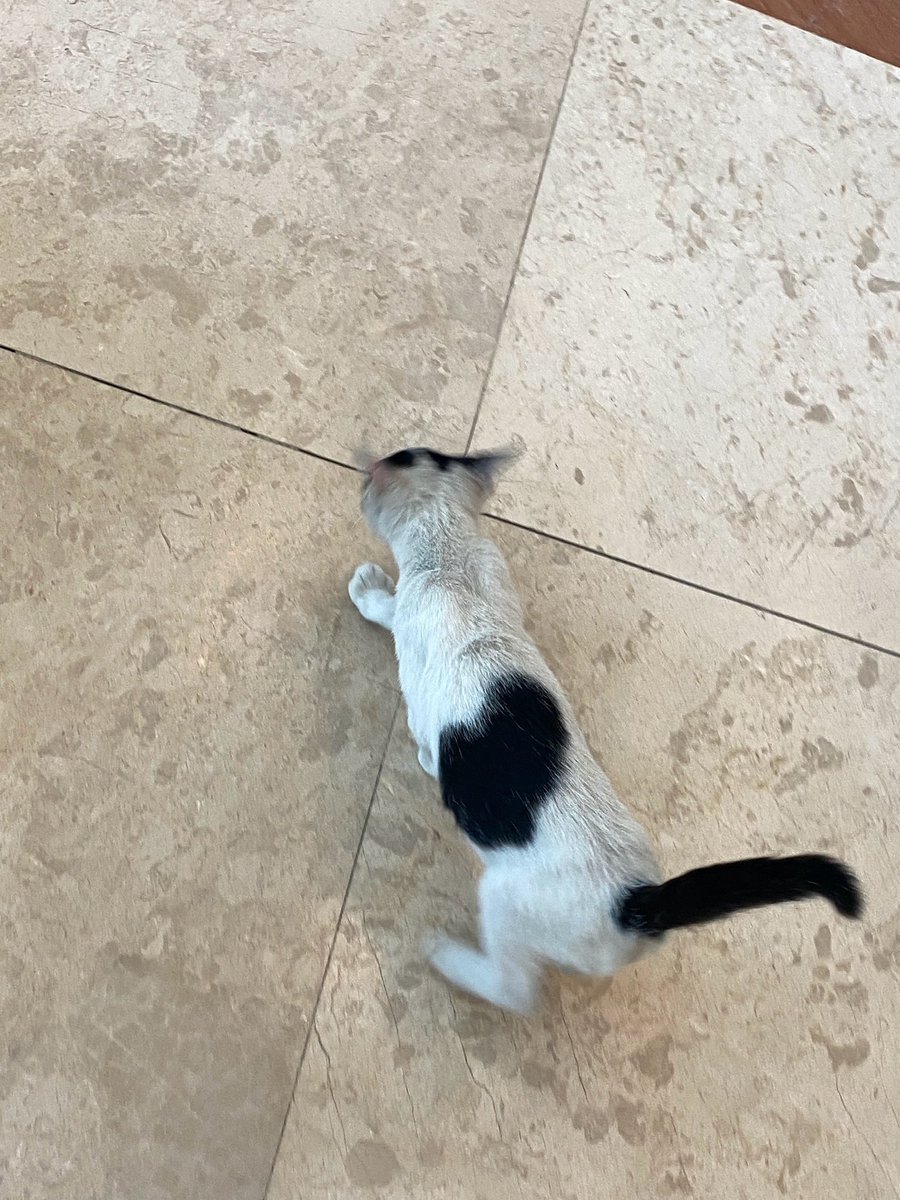 sırtında kalp olan bir aşk kedisi tabii ki favlıyoruz 🥹