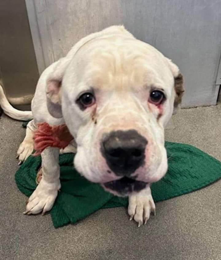 Doggy Nation 🌏 tweet media