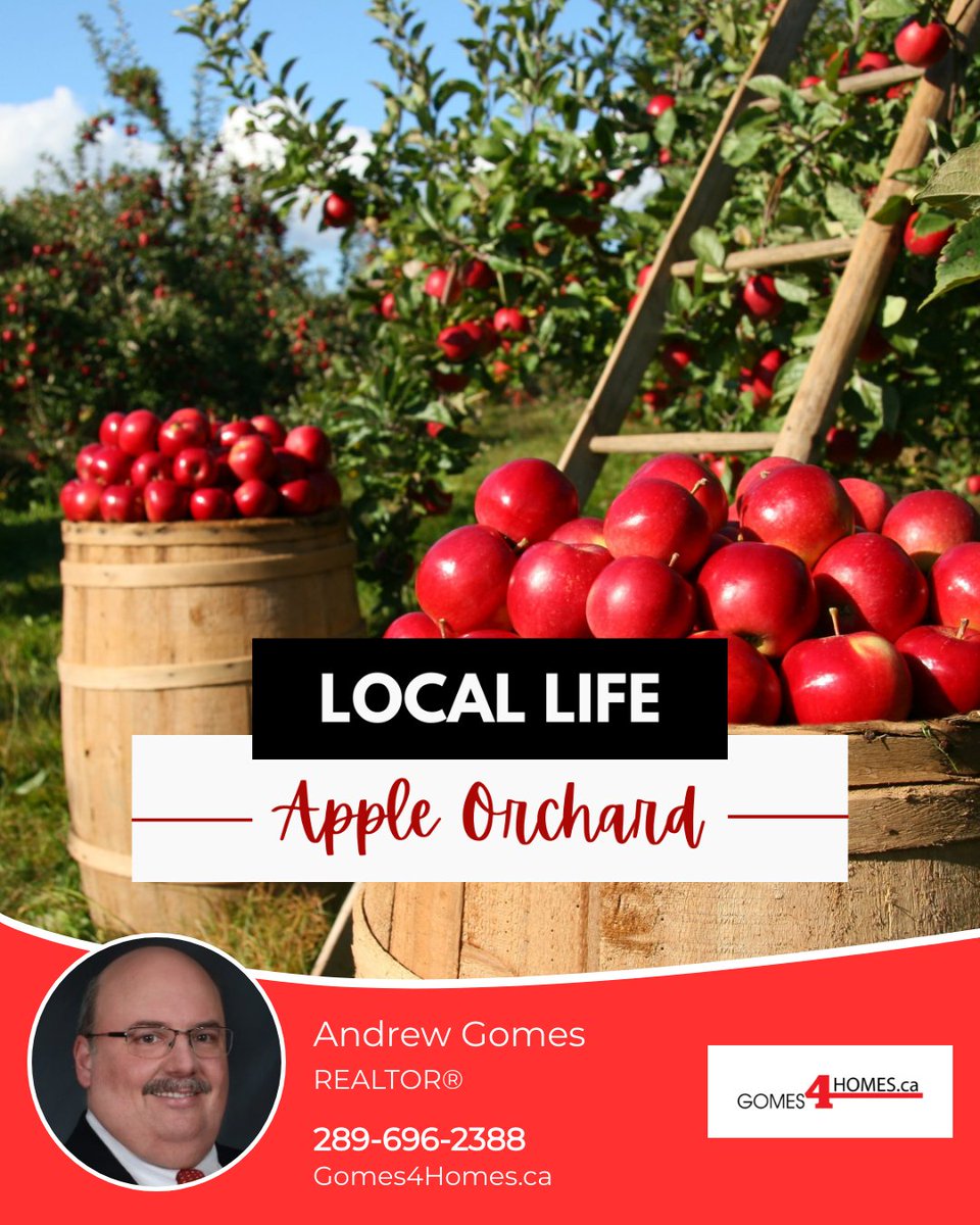gomes4homes's tweet image. Apple pie, apple cider, apple butter-the options are endless! But first you'll need good apples. What are your favorite orchards to visit this fall?

#gomes4homes #royallepagenrc #niagarahomes #renttoown #SRES #seniorsrealestate #heretohelp #firsthome #downsizing #locallife