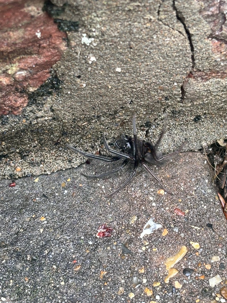 remand chic tweet media