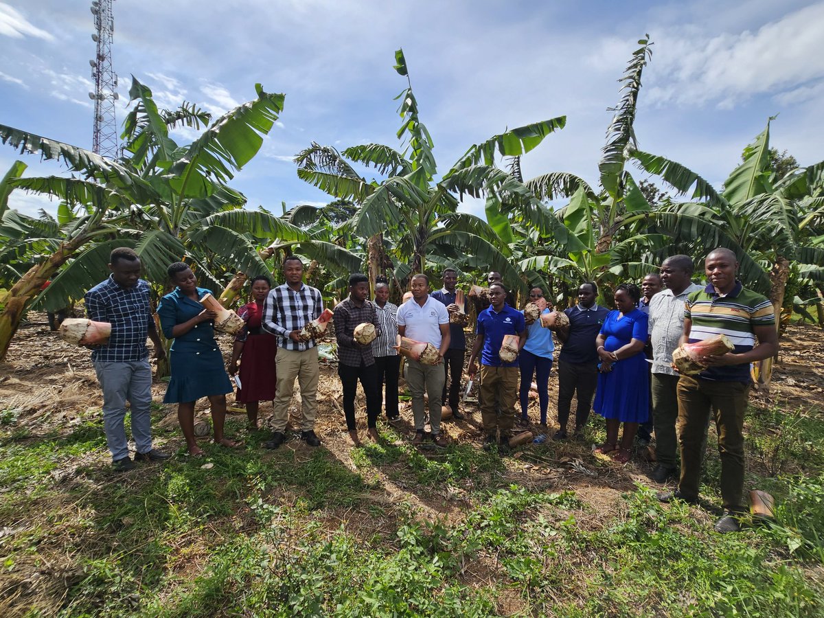 Delphine Amah (@amahdelphine) on Twitter photo 🌟#PROSSIVA capacitating seed actors 🌟
Hands-on training of #TARI researchers & <a href="/plantvillage/">PlantVillage</a> partners in #Tanzania on #banana macropropagation for quality seed production.
Looking forward to exciting outcomes for decentralized seed production ! 🌟#PROSSIVA capacitating seed actors 🌟
Hands-on training of #TARI researchers & <a href="/plantvillage/">PlantVillage</a> partners in #Tanzania on #banana macropropagation for quality seed production.
Looking forward to exciting outcomes for decentralized seed production !