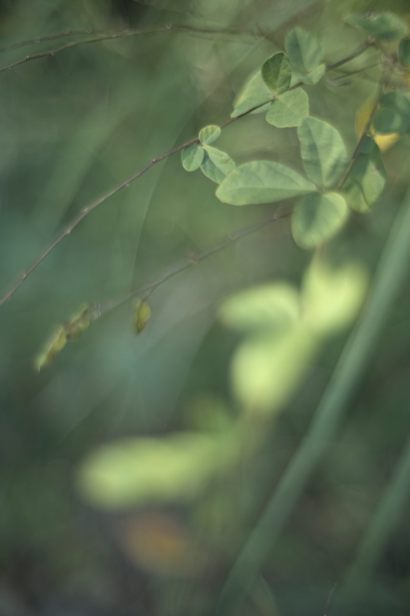 force_s's tweet photo. colormode off
https://t.co/wocsEb7F3B
カラーモードオフからの画像補正でレタッチを試みる、NOKTON classic 40mm 開放の柔らかい描写を強調してみた。
#SIGMA #myfpcolor #SIGMAfp #NOKTON4014SC #colormodeoff https://t.co/5Yxt7Garr5