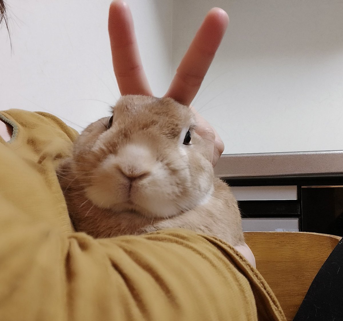 耳つけてあげた(◍︎´꒳`◍︎)