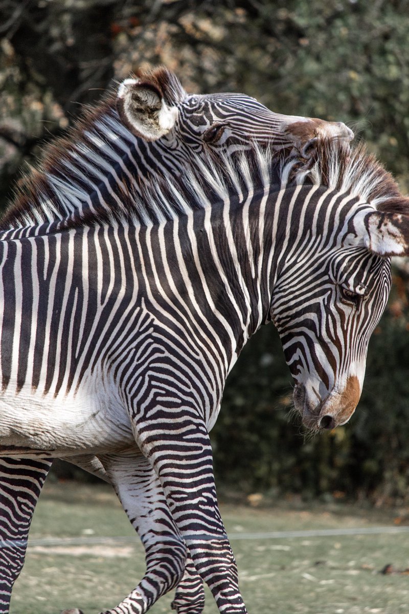 rukhsar jaffer tweet media