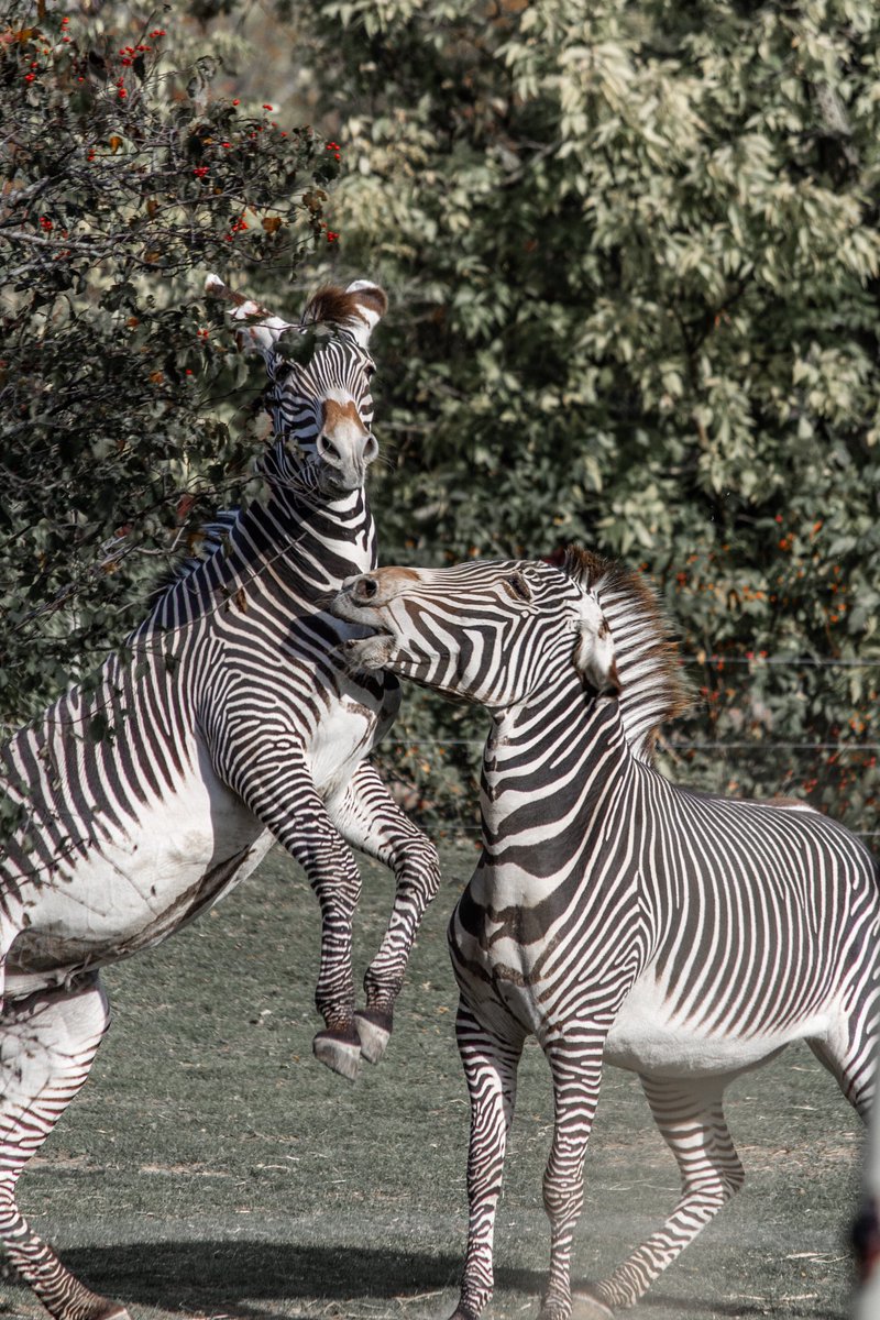 rukhsar jaffer tweet media