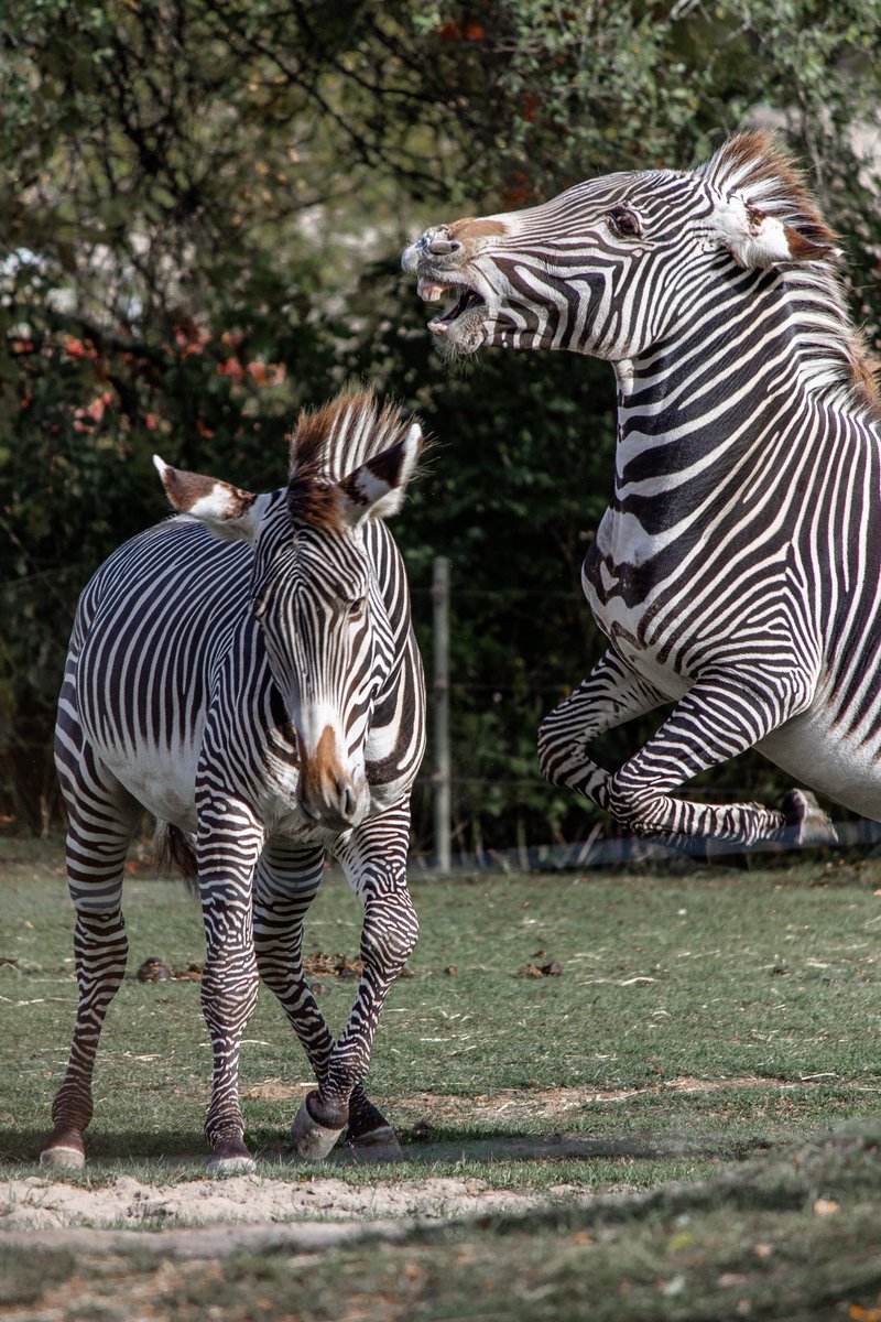 rukhsar jaffer tweet media