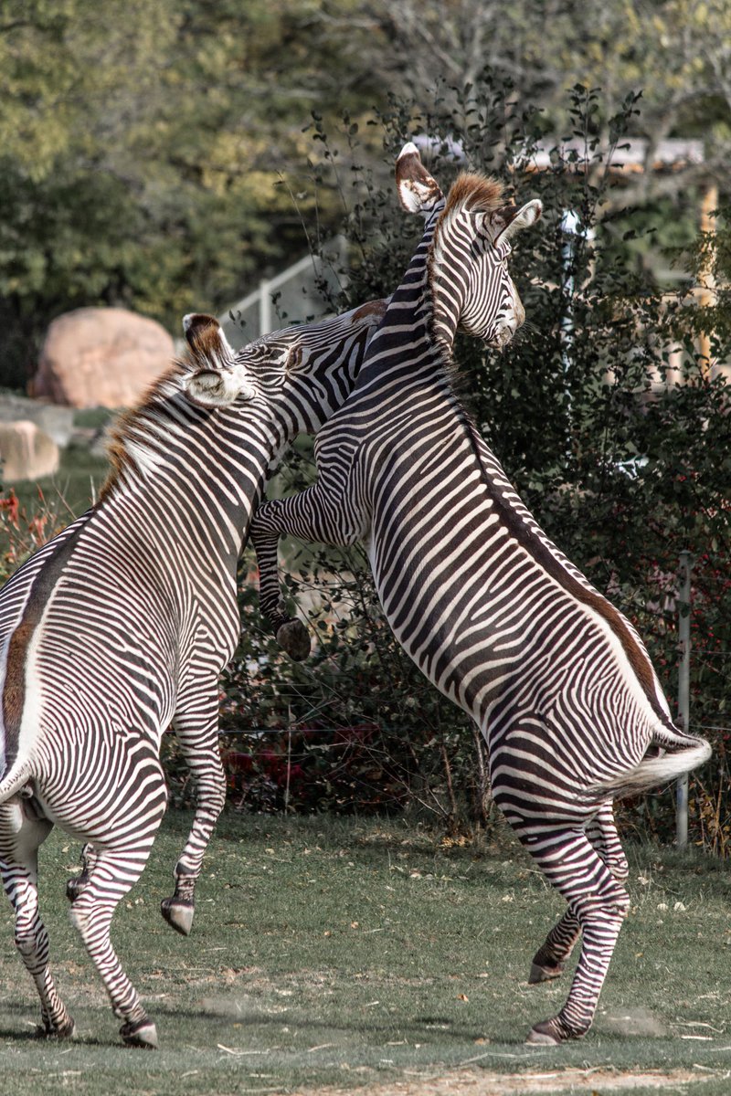 rukhsar jaffer tweet media