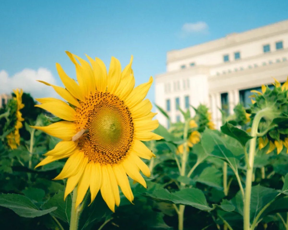 Sunflowers in full bloom at ZJUT! 🌻 Come explore the sea of gold at the #Pingfeng and #Moganshan campuses. Capture the perfect autumn photo and make lasting memories. As ZJUT approaches its 71st anniversary, alumni are welcome back to campus to share in the golden splendor!
