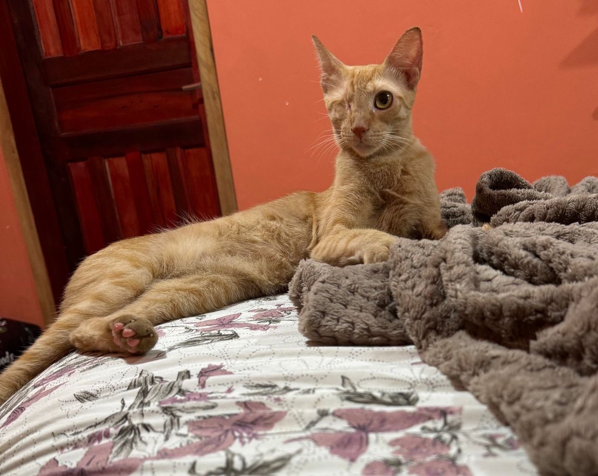 Bom dia da Esperança 🥰❤️🙏🏽🐈 foi resgatada levou um chute de algum ser das trevas e infelizmente perdeu olho, teve que ser tirado. Apesar de toda violência que sofreu está abrigada e sendo cuidada por mim. Que Deus continue me ajudando nessa caminhada tão incompreendida. Cuido